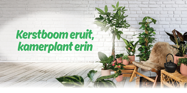 Kerstboom eruit, kamerplant erin