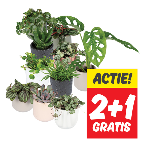 Mini plantjes