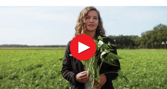 Zo smaakt Nederland - broccoli