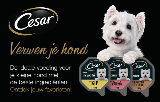 Campagne Cesar