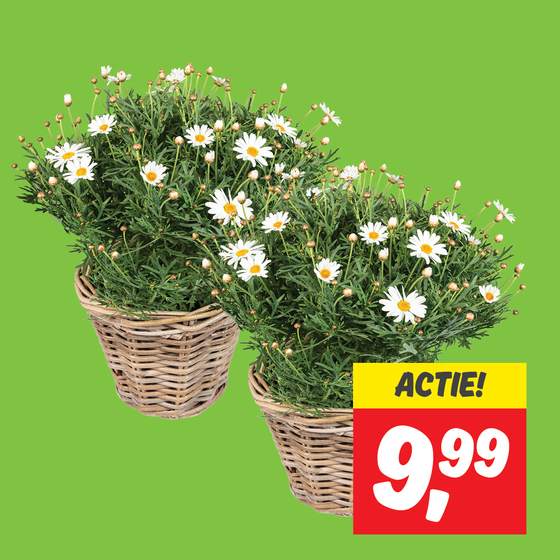 Struikmargriet in mand