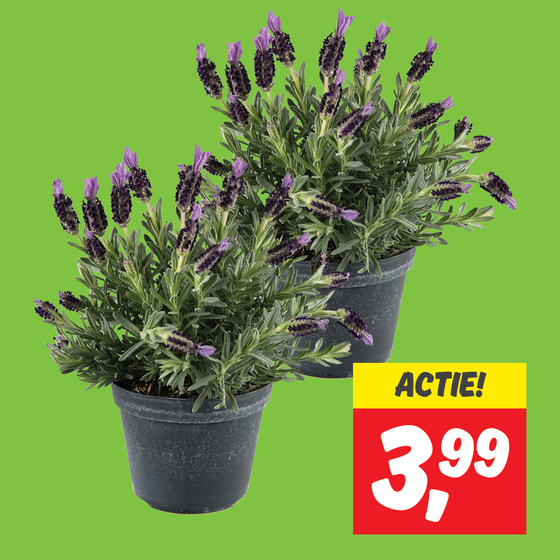 Lavendel