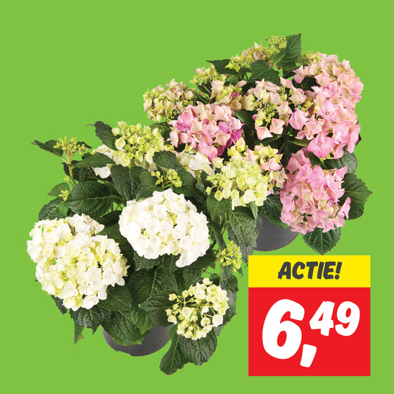 Tuinhortensia