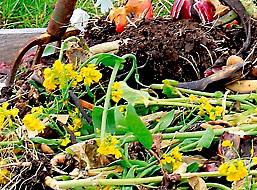 Verwen uw tuin met compost