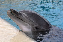 Update over dolfijnencampagne