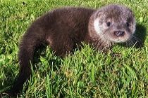 Video: kleine otter Grant uitgezet in het wild