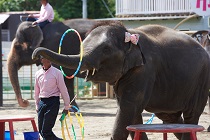Baby-olifanten mishandeld voor vraag naar entertainment
