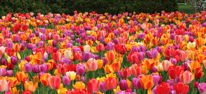 Voorjaarsvakantie met bezoek aan Keukenhof