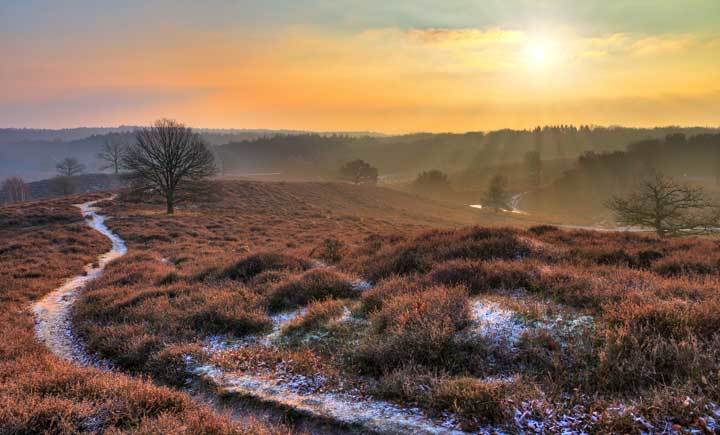 Veluwe winter