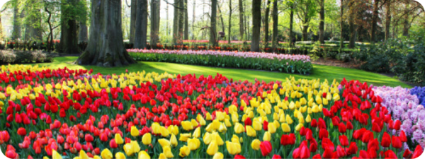 Een veld met tulpen