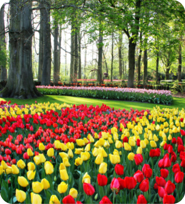 Een veld met tulpen