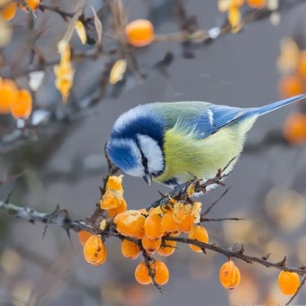 Vogels voeren? tips voor het bijvoeren van vogels