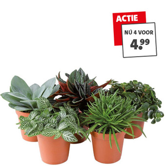 Miniplantjes: nu 4 voor 4.99