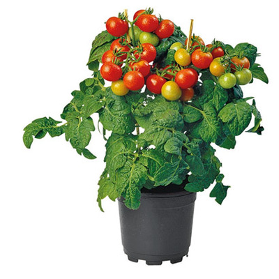 Cherrytomaat (Solanum lycopersicum). Hoogte 40 cm potmaat 14 cm. Met vruchten!