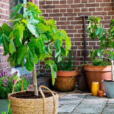 Vijg (Ficus carica). Hoogte 70 cm potmaat 25 cm, exclusief mand. Van 24.99 voor 17.99