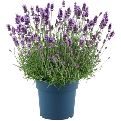 Lavendel (Lavandula ang. ‘Felice Purple’). Purperblauw, hoogte 35 cm, potmaat 17 cm. Van 5.99 oor 3.49