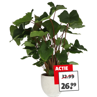 Homalomena van 17.99 voor 14.99