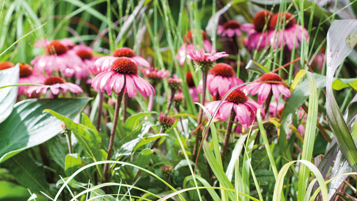 Alles voor een prachtige zomertuin