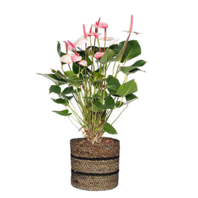 Flamingoplant (Anthurium and. ‘Amalia Elegance’) van 19.99 voor 17.99