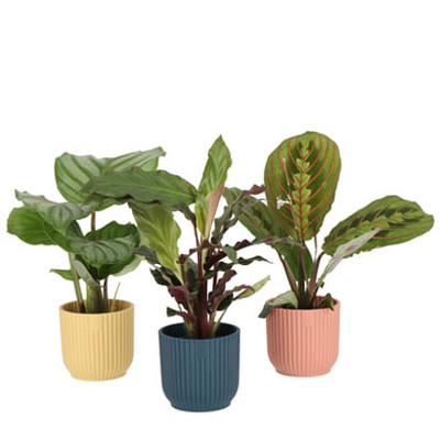 Calathea en Marantha mix van 2.99 voor 1.99