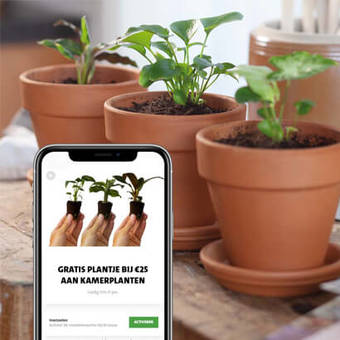 Gratis babyplantje bij besteding vanaf €25.- aan kamerplanten. App only actie