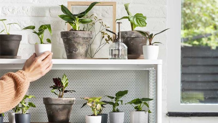 Om verliefd op te worden: Babyplantjes