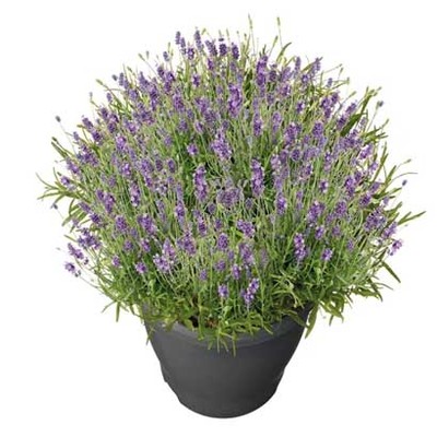 Lavendel van 14.99 voor 11.99