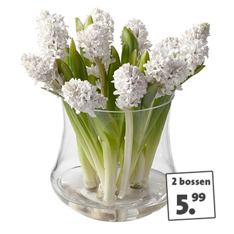 Hyacinten 2 bossen voor ? 5.99