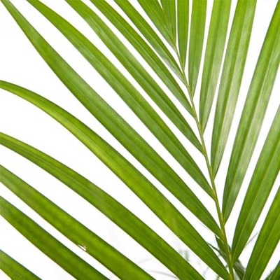 Goudpalm