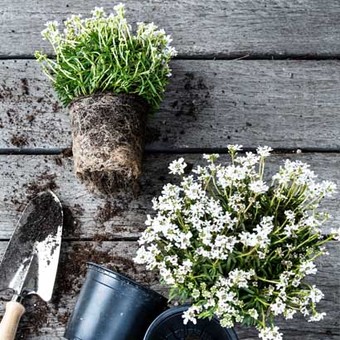 Controleer je potplanten en bij weinig ruimte zet ze in een grotere pot