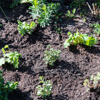 Stap 4 - Aanplanten