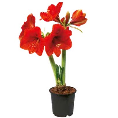 Amaryllis, diverse kleuren met 2 bloemstelen: N 3 voor 9.99