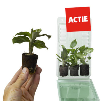 Babyplantjes. Diverse soorten in blister Diverse potmaten Set 3 stuks van 6.99 voor 3.99