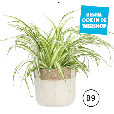 Graslelie van 11.99 voor 9.99