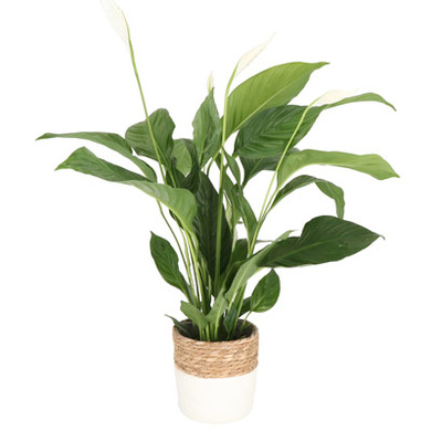 Drakenklimop (Epipremnum pinn. ‘Aureum’) Hoogte 80 cm Potmaat 19 cm. Van 19.99 voor 14.99