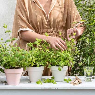 Tuinkalender juni: Moestuin