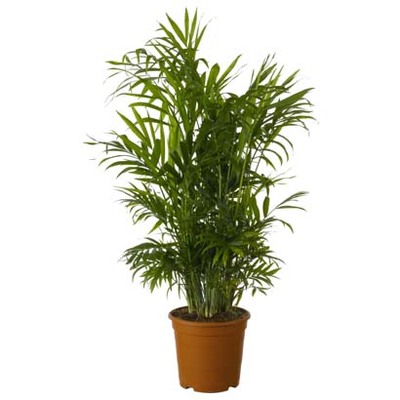 Gatenplant (Monstera deliciosa). Exclusief pot van 5.99 voor 4.99 