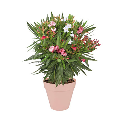 Oleander (Nerium oleander) Diverse kleuren Hoogte 100 cm Potmaat 30 cm. Van 39.99 voor 29.99