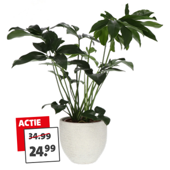 Vingerplant van 34.99 voor 24.99