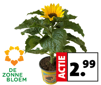 Koop een zonnebloem en steun nationaal fonds De Zonnebloem. Van elke verkochte zonnebloem gaat €1.- naar deze stichting. 