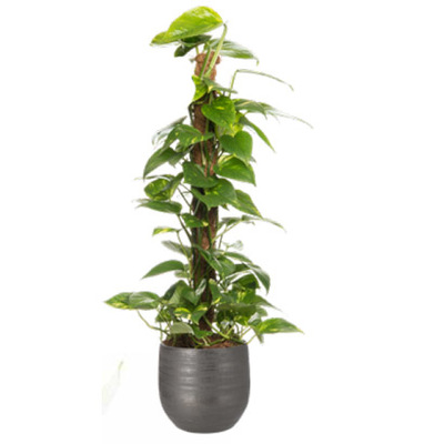 Drakenklimop (Epipremnum pinn. ‘Aureum’) Hoogte 80 cm Potmaat 19 cm. Van 19.99 voor 14.99