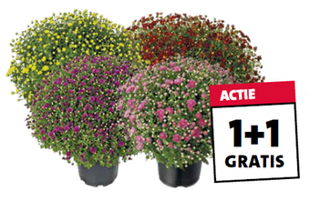 Bolchrysant (Chrysanthemum). Diverse kleuren, hoogte 45 cm, bol Ø 40 à 45 cm potmaat 19 cm. Per stuk 4.99 Nú 1+1 gratis