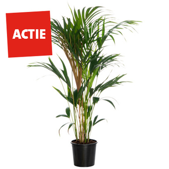 Kentiapalm (Howea forsteriana). Hoogte 160 cm Potmaat 24 cm. Van 69.99 voor 49.99