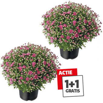 Bolchrysant: 1+1 gratis