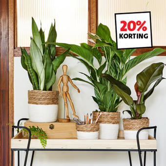 Kamerplanten: 20% korting