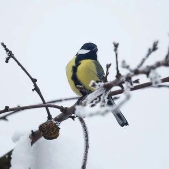 Vogels voeren? Vier tips voor het bijvoeren van vogels