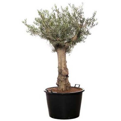 Olijfboom (Olea Europaea) Hoogte 140 cm van 109.- voor 89.99