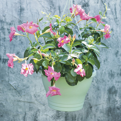 Mandevilla in hangpot van 19.99 voor 14.99