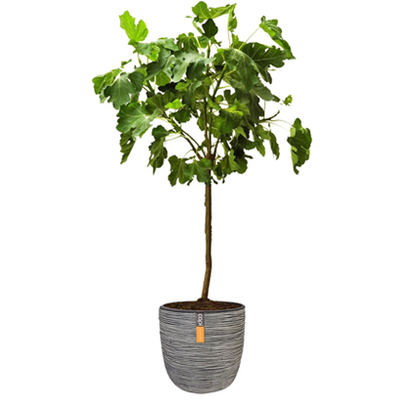 Vijgenboom (Ficus carica). Hoogte 130 cm, stamhoogte 90 cm, dikte 6 à 8 cm / potmaat 28 cm. Van 34.99 voor 29.99