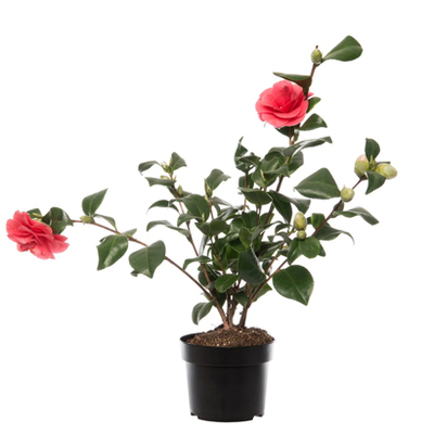 Japanse roos (Camellia japonica) Diverse kleuren hoogte 60 cm potmaat 19 cm 16.99 12.99